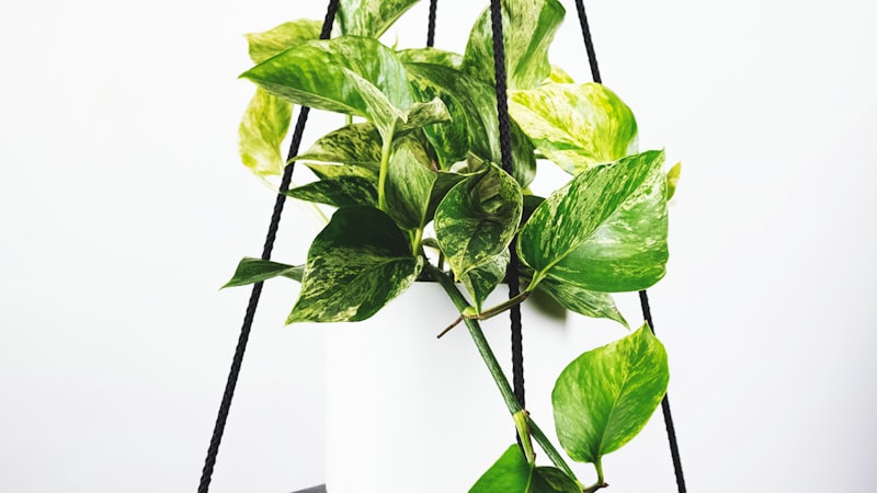 英超曼城对阵阿森纳激烈比赛中球员争抢头球瞬间